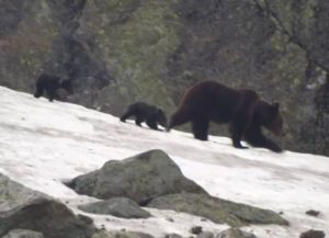 O ursoaică cu doi pui, la ospăţ într-o ogradă din Fundata