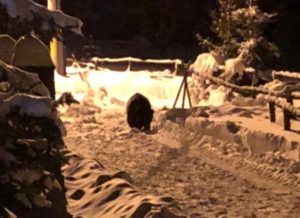 VIDEO Urs în centrul comunei Bran