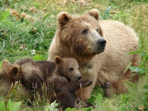 Avertizare Slvamont: Pui de urs rănit în Munţii Făgăraş. Nu știm cum reacționează ursoaica!