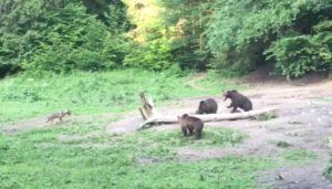 VIDEO Imagini de excepție cu animalele sălbatice filmate în pădurile administrate de Regia Pădurilor Kronstadt