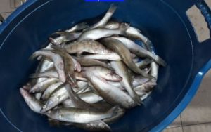 Tineri din Făgăraș prinși cu 160 de kilograme de pește