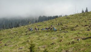 Peste 100 de hectare tăiate la ras în Munţii Făgăraş și Leaota au fost reîmpădurite