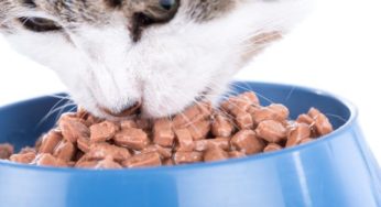 pisici brasov Archives - NewsBV