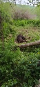 21 de focare de pestă porcină africană la mistreți, în Brașov