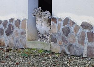 VIDEO Leopardul zăpezilor, noua atracție de la Zoo Brașov! Două feline pot fi admirate aici de mâine!