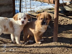 IPJ Brașov: Campanie de informare pentru posesorii animalelor de companie 