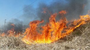 Peste 500 de incendii de vegetație, în primele săptămâni din luna martie