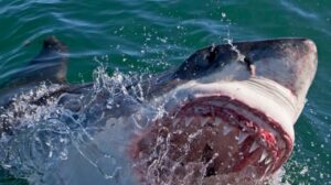 MAE: O româncă a fost ucisă de un rechin în Marea Roșie din Egipt