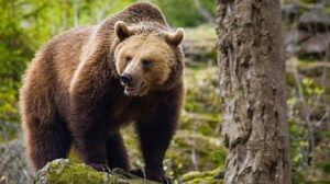 Acțiuni de ecologizare în Brașov, după ce urșii au împrăștiat gunoaiele