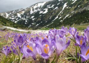 Prognoza meteo 5–18 mai 2025: Temperaturi oscilante și averse zilnice în aproape toată țara, potrivit ANM item-thumbnail