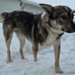 Eu sunt Picioruș. Și vreau să îți spun povestea mea item-thumbnail